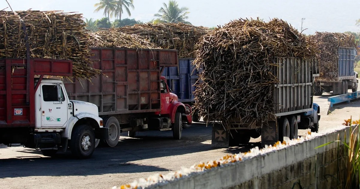 Los programas impulsados en Morelos buscan mejorar la productividad del campo.webp